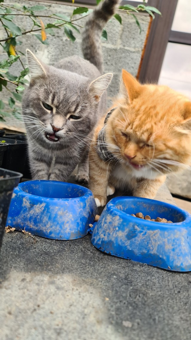 Котовторник