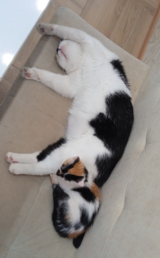 К котовторнику