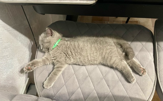 С котовторником!