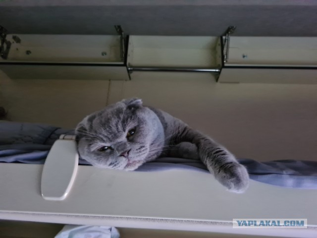 Котовторник же!