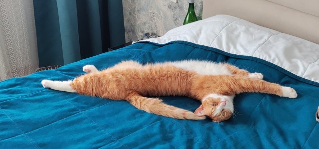 Сегодня котовторник.