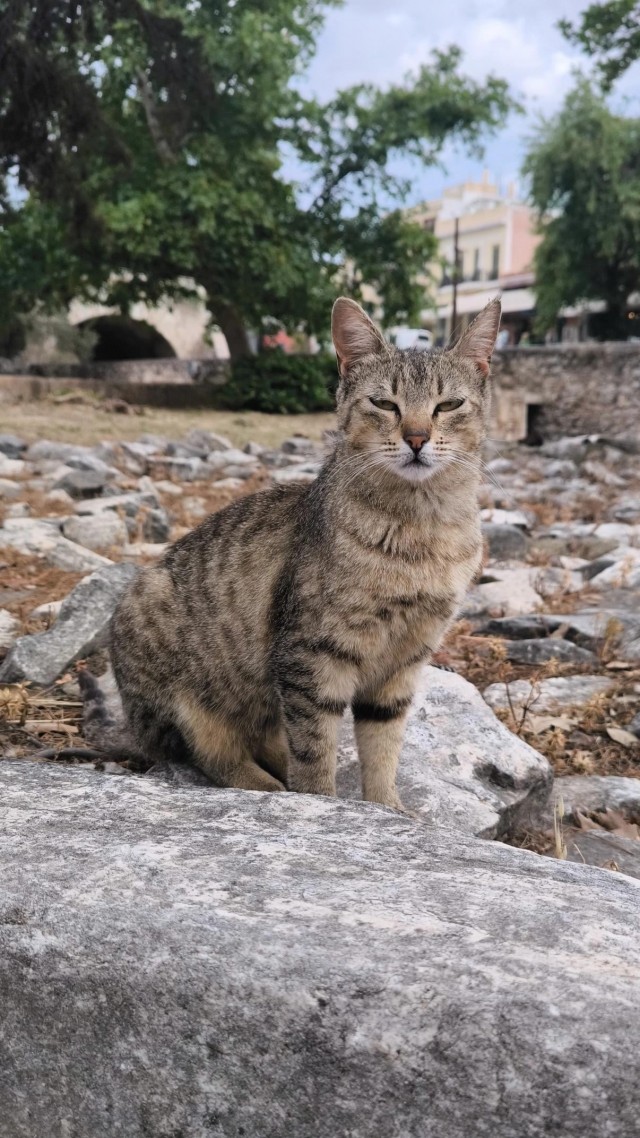 Уличные кошки в Афинах, Греция