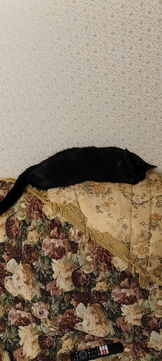А как спит ваша котейка
