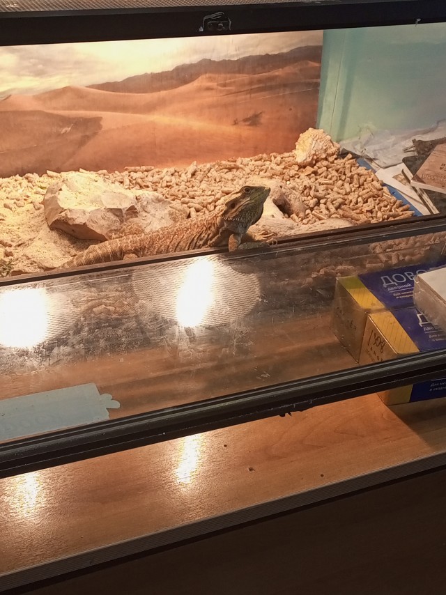 Ну, нет на Япе дня ящериц.