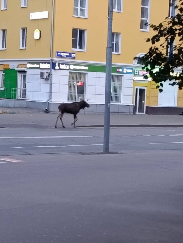 Московские и областные лоси