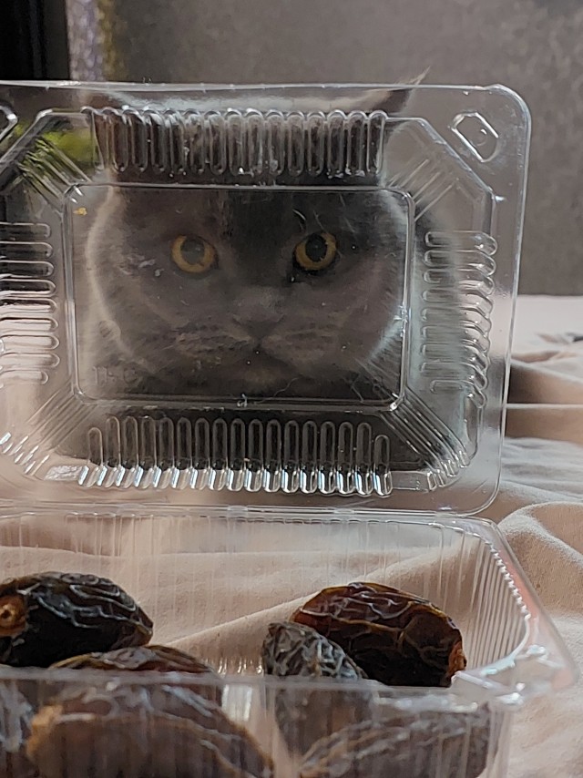 К котовторнику: подборка картинок-баянов с котиками и про котиков. Выпуск 43.