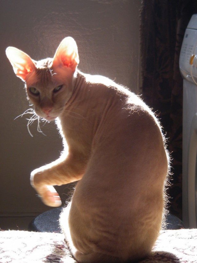 Невыразительные коты