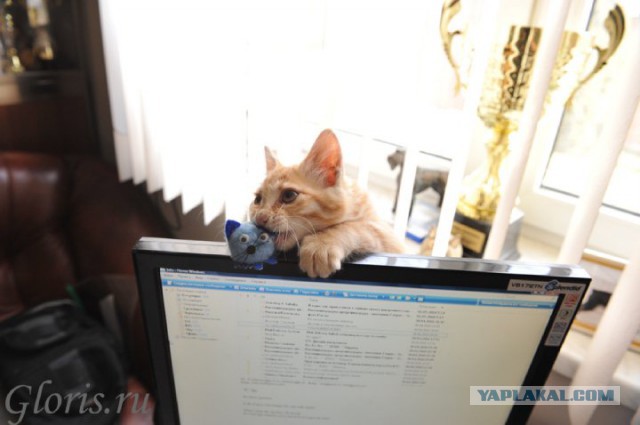 Котовторник 04.03.2014