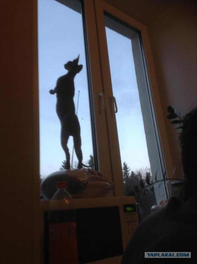 Котовторник  08.04.2014