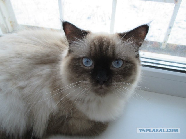 Котовторник 22.07.14