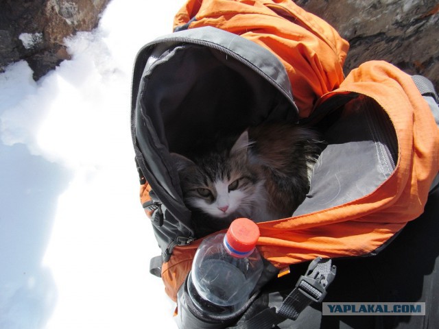 На ледник в июле с кошкой!