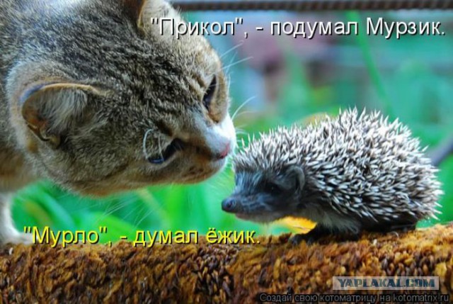 Добряки, плюсующие всех подряд