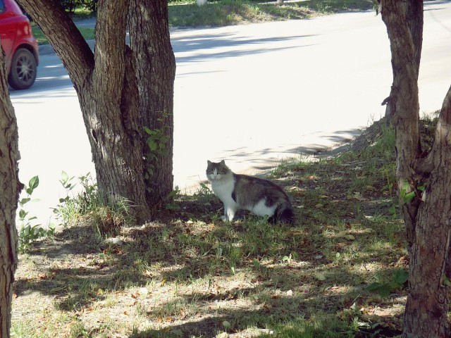 Котовторник 12.08.2014