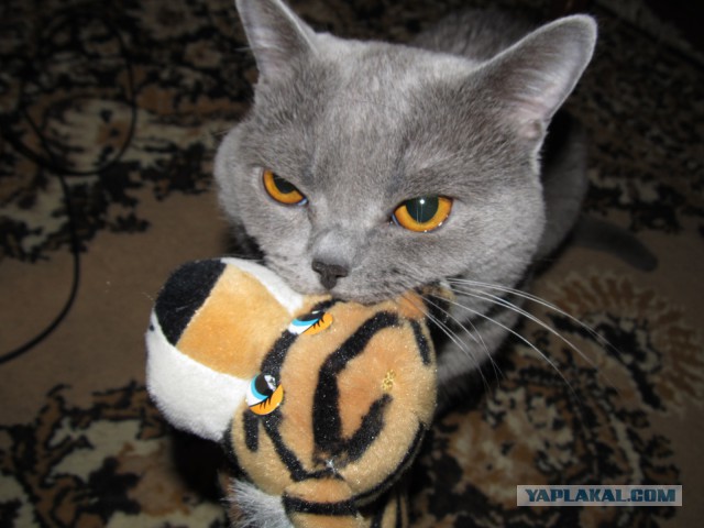 Вася тырит рыбу.