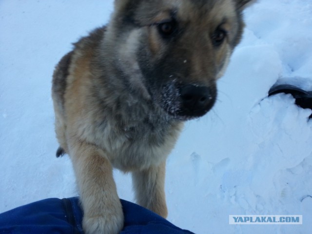 Собака не видела хозяина 2 года