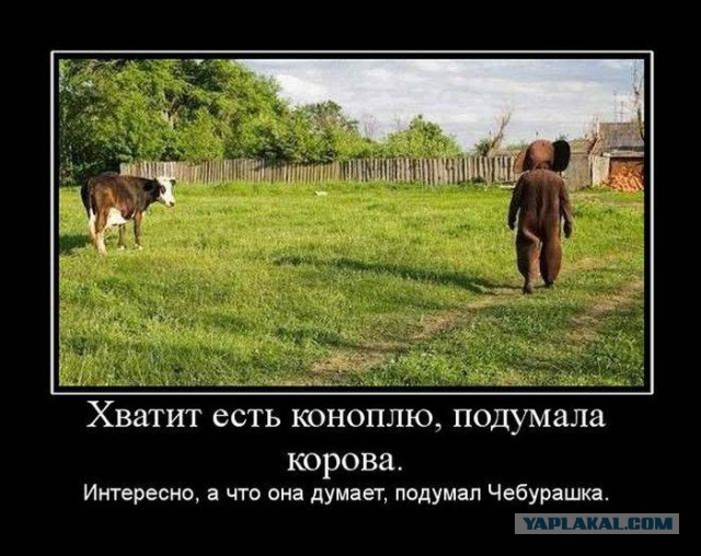 Картинок из сети немножко