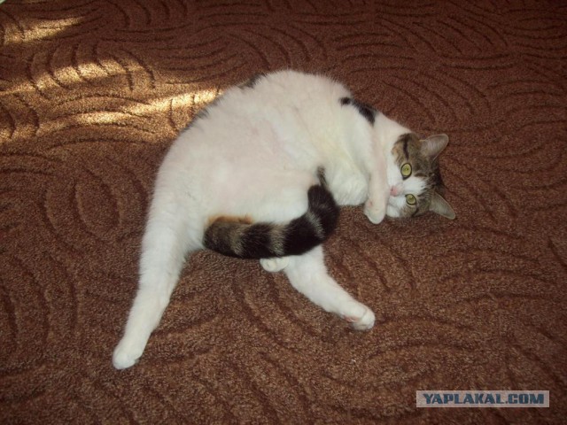 Котовторник 14.07.2015