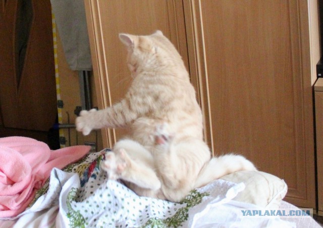 Котовторник 28.07.2015