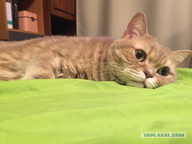 Котовторник 03.11.2015