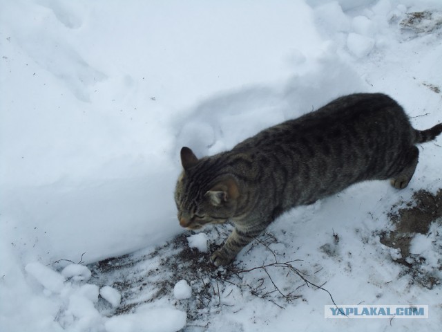 Мой личный котоленд 4