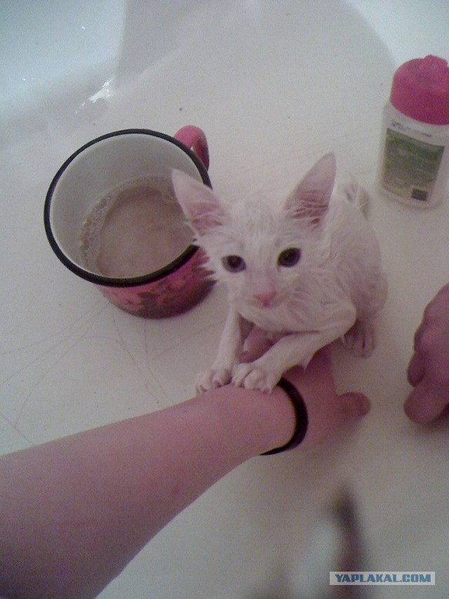 15 фоток животных во время помывки.