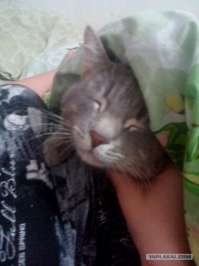 Котовторник  01.03.2016