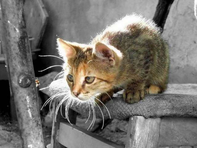 Коты, кошки, котята