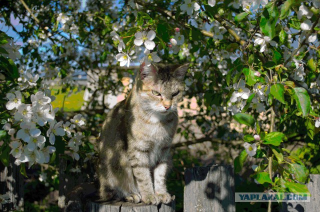 КотоВторник 26.04.2016