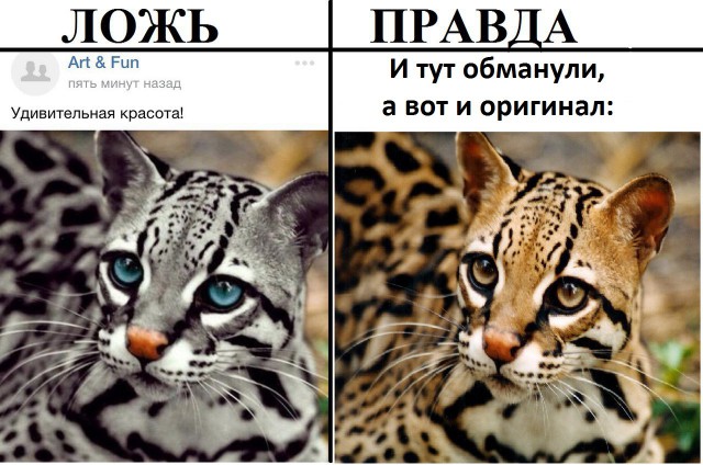 В интернете могут врать?