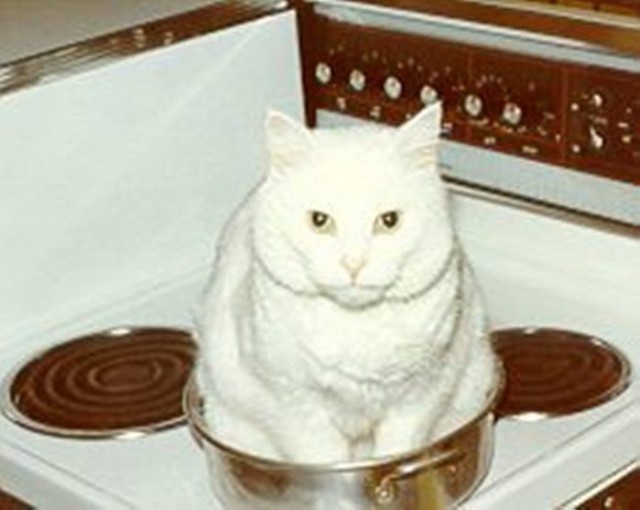 Коты из сети