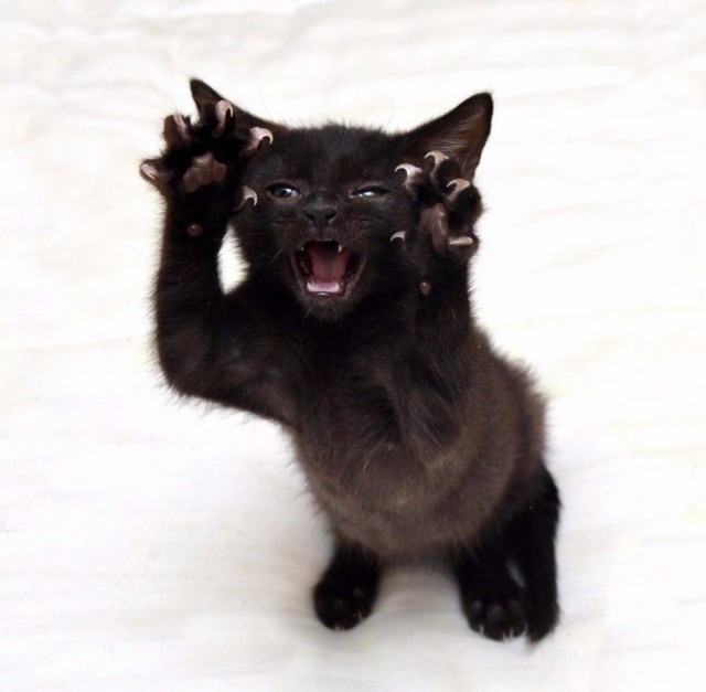 Коты из сети