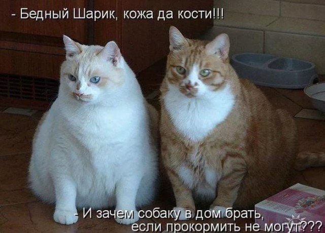 Коты и Кошки