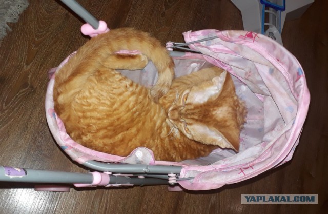 Коты и Кошки