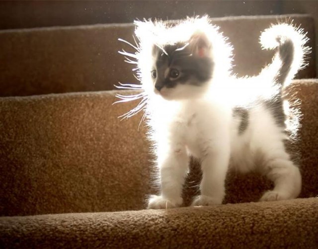 Коты и Кошки