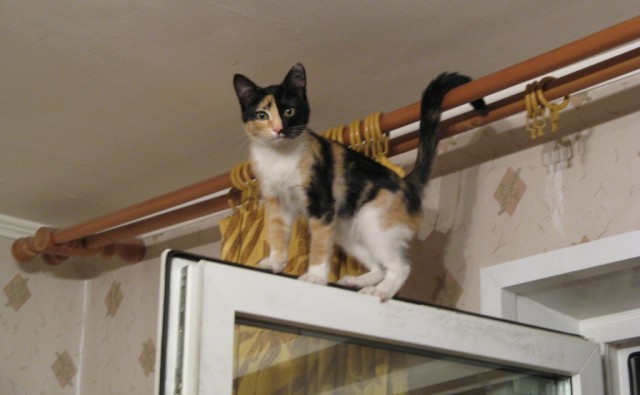 Котовторник  10.10.2017
