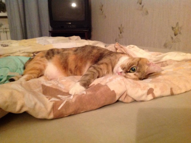 Прикольных котов пост