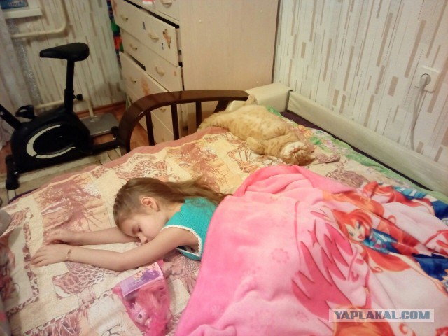 Мой спящий рыжий кот