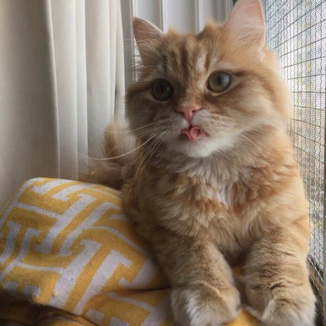 Прикольных котов пост