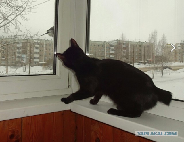 Бобтейл озверел