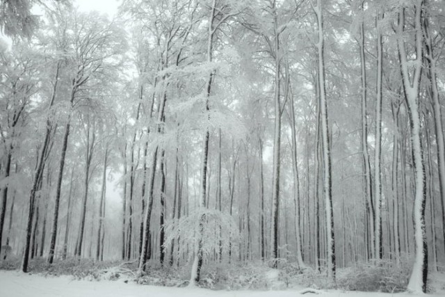 Снежный лес.