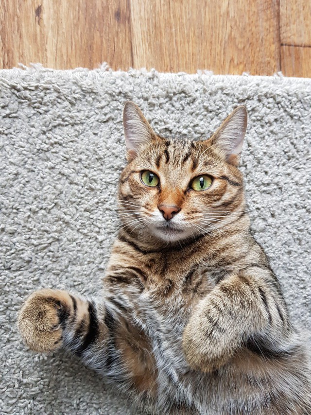 Котовторник