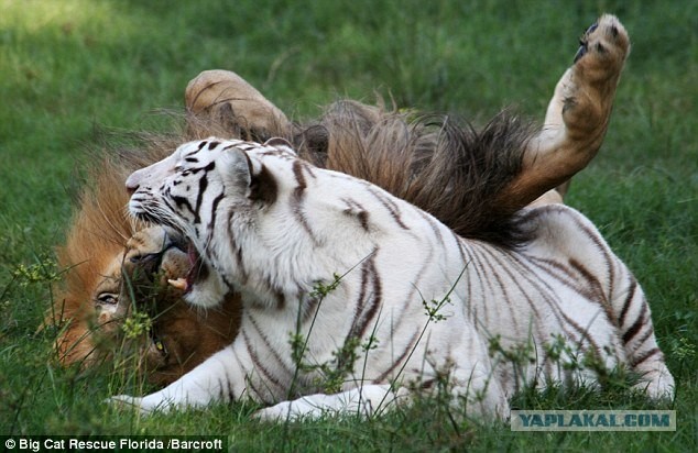 Кошачья дружба