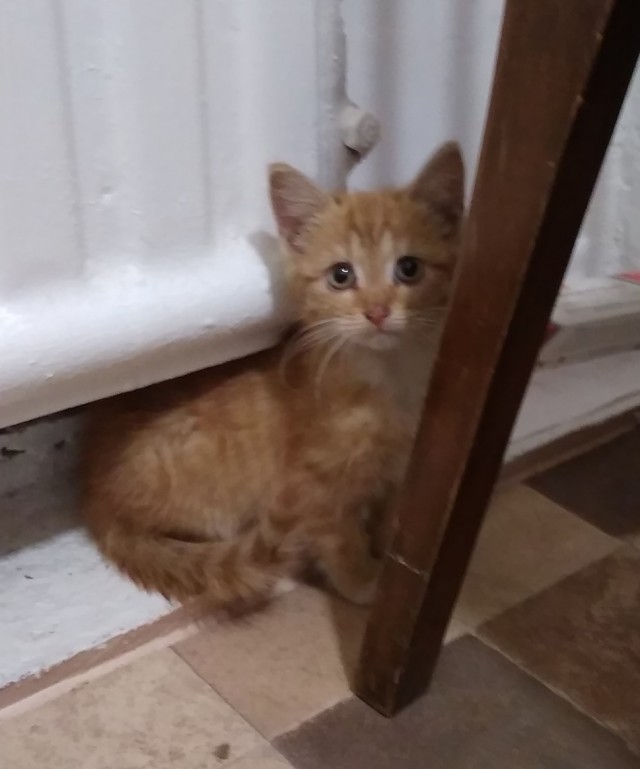 Котовторник (20.11.18)