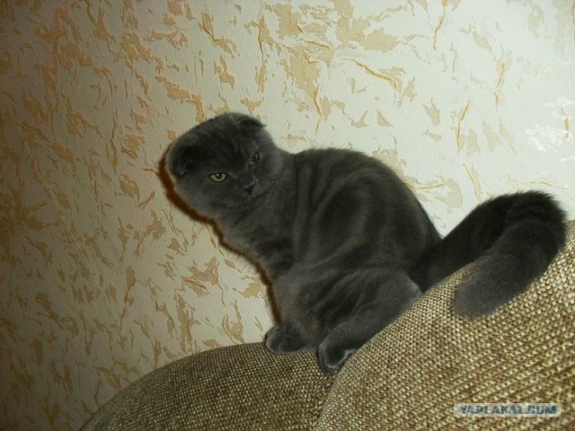 Котовторник так котовторник!