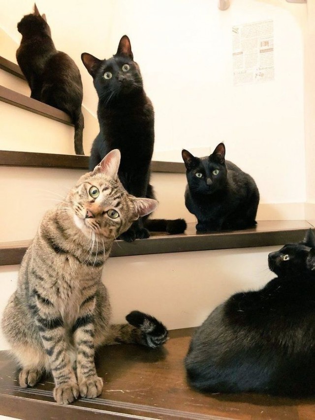 Прикольных котов пост