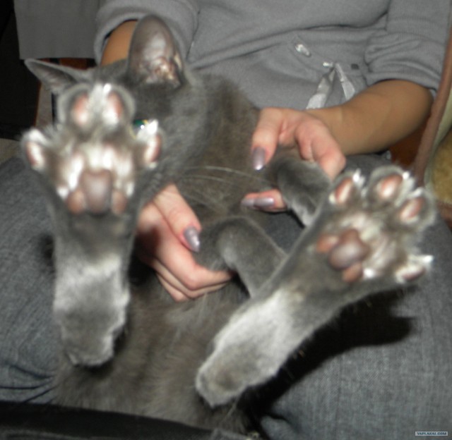 Котовторник (10.01.2012)
