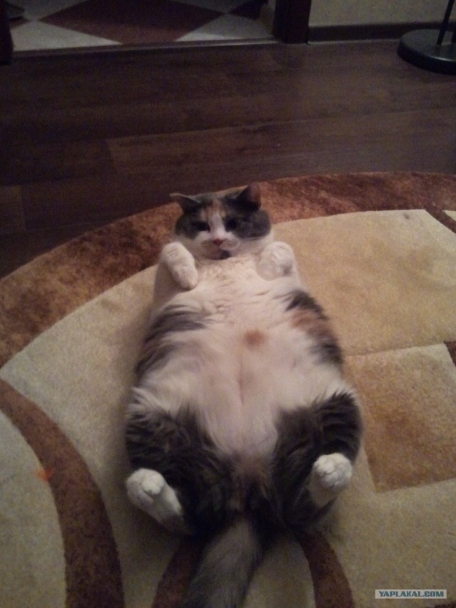 Котовторник (24. 01. 2012 )