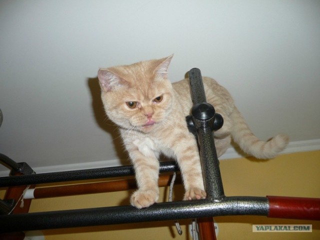 Котовторник (14.02.2012)