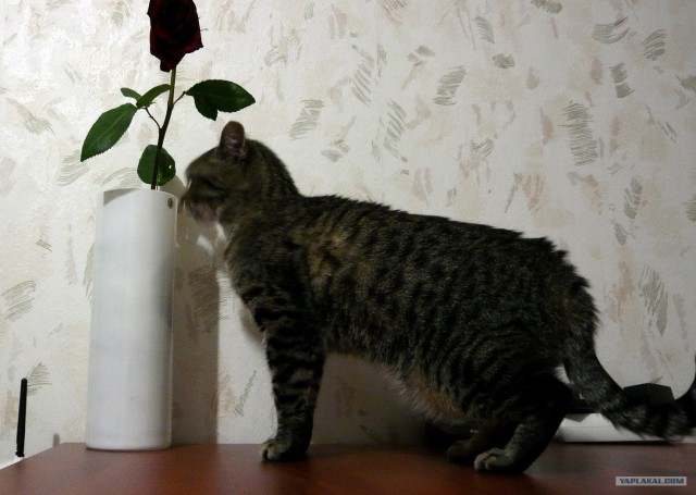 КОТОВТОРНИК (6.03.2012)