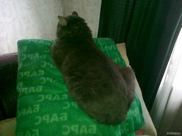 Котовторник 10.04.2012